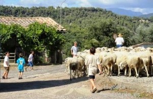 ovejas