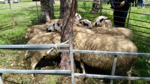 IMG-20160501-WA0009