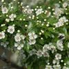 Senderos para disfrutar la primavera en Huesca