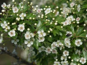 Senderos en primavera