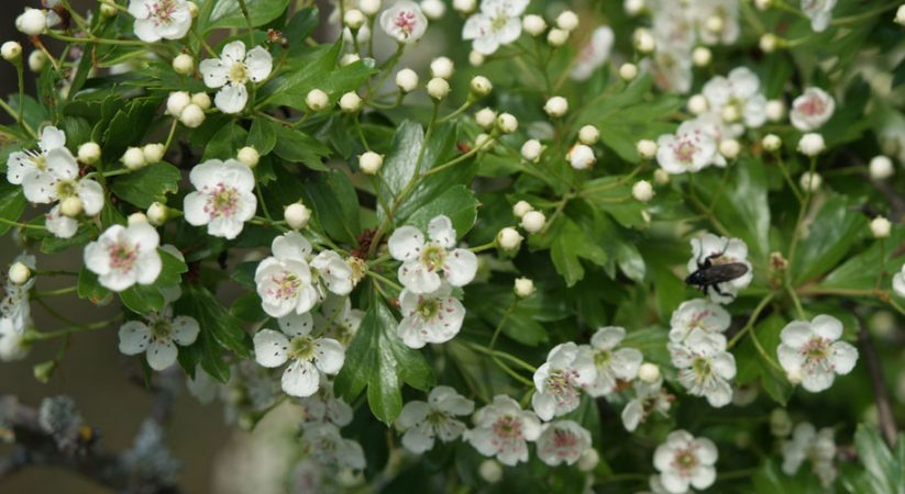 Senderos para disfrutar la primavera en Huesca