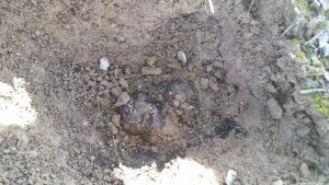 Recolección de Trufa negra