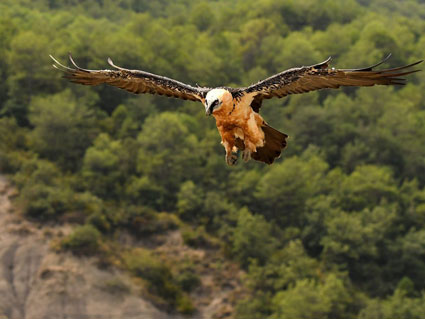 Presentación de Pirineos Bird Center