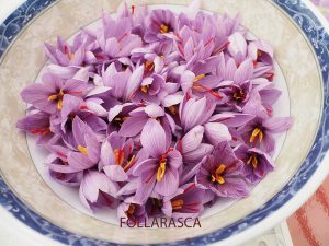 Azafran de Ceresa. Comarca de Sobrarbe