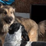 Un nuevo centro de recogida de animales de la DPH, que se empezará a construir en los próximos meses, podrá acoger hasta 70 perros