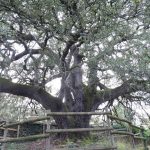 La Carrasca Milenaria de Lecina, árbol del año en España en 2021