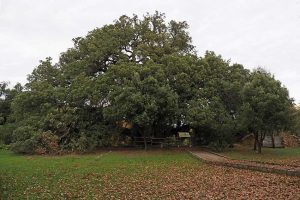 Carrasca de Lecina