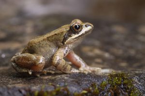 Rana Pirenaica.