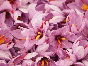 Flores de azafran